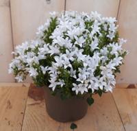 2 stuks! Campanula trompet bloem wit - Warentuin natuurlijk