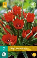 Tulp red Hunter 10 bollen