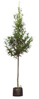 Laurierkers hoogstam 400 cm Prunus laurocerasus 450 cm - Warentuin Natuurlijk - thumbnail