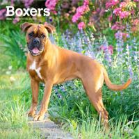 Boxer Kalender 2026