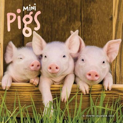 Mini Varkens Kalender 2026