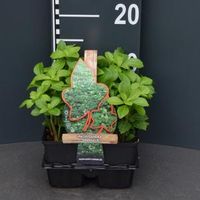 Schaduwkruid (pachysandra terminalis) bodembedekker - 4-pack - 1 stuks - thumbnail