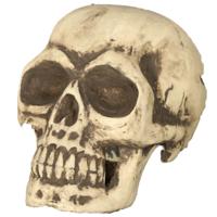 Grote Schedel/doodshoofd - 32 cm Halloween decoratie - Horror themafeest versiering Grote Schedel/doodshoofd - 32 cm Halloween decoratie - Horror themafeest versiering