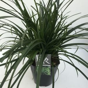 Zegge (Carex "Irish Green") siergras - In 5 liter pot - 1 stuks