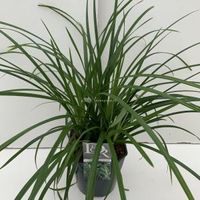 Zegge (Carex "Irish Green") siergras - In 5 liter pot - 1 stuks