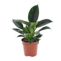 Philodendron Green Princess - Ø12cm - ↕25cm - thumbnail