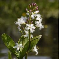 Waterdrieblad (Menyanthes Trifoliata) moerasplant - 6 stuks