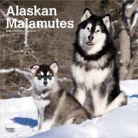 Alaskan Malamute Kalender 2026