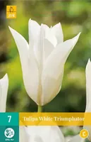 X 7 Tulipa White Triumphator