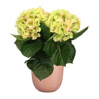 Hortensia kunstplant/kunstbloemen 36 cm - groen/roze - in pot lichtroze glans - thumbnail