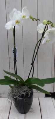 Vlinderorchidee witte in hoge zwarte/antraciete pot 60 cm Warentuin Natuurlijk - Warentuin natuurlijk