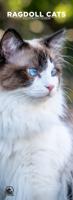 Ragdoll Slimline Kalender 2026