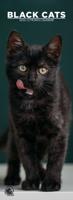 Zwarte Katten Slimline Kalender 2026