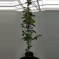 Magnolia Genie - 175 - 200 cm - 1 stuks