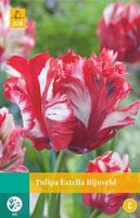 Tulipa Estella Rijnveld 5 bollen - JUB