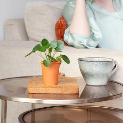 plantje.nl Mini Pannenkoekplant, Pilea Peperomioides, Ronde bladeren, Groene bladeren, Makkelijke verzorging, Niet giftig, Geschikt voor slaapkamer,
