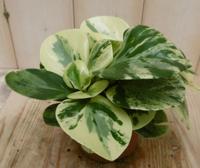 2 stuks! Peperomia obtusifolia variegatum - Warentuin natuurlijk