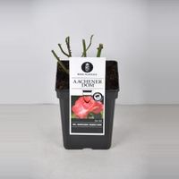 Grootbloemige roos (rosa "Aachener Dom"®) - thumbnail