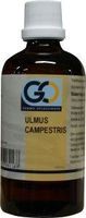 GO Ulmus campestris bio (100 ml)
