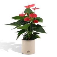 Anthurium andreanum Sweet Dream incl. PURE zink - 45cm - Ø12 Anthurium andreanum Sweet Dream incl. PURE zink - 45cm - Ø12