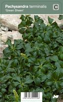 Vips Pachysandra terminalis Green Sheen - Schaduwkruid Vips Pachysandra terminalis Green Sheen - Schaduwkruid