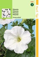 Petunia Hybr.Nana Comp. Sneeuwbal - Hortitops - thumbnail