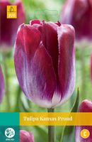 Tulipa Kansas Proud, 8 bloembollen - JUB