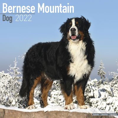 Kalender 2026 Berner Sennenhond