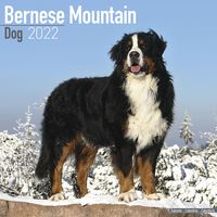 Kalender 2026 Berner Sennenhond