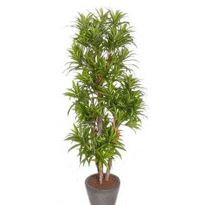 Groene Dracaena reflexa kunstplant 120 cm voor binnen