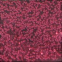 Creativ Company Glitterlijm donkerroze, 25ml