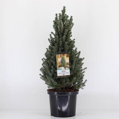 Picea glauca sanders blue 50-60 cm - Warentuin natuurlijk
