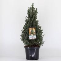 Picea glauca sanders blue 50-60 cm - Warentuin natuurlijk