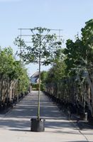 Sierpeer als leiboom Pyrus call. Chanticleer h 340 cm st. omtrek 16 cm st. h 220 cm - Warentuin Natuurlijk - thumbnail