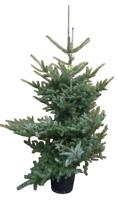 Kerstboom Warentuin Abies Koreana 80 - 120 cm in pot Warentuin Natuurlijk - Warentuin natuurlijk