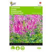 2 stuks Cleome Spinosa Rose Queen - thumbnail