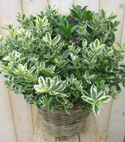 Hebe Bont Paars White Wash Mand - Warentuin natuurlijk