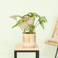 Syngonium Podophyllum Pink Spot - Groot - P14
