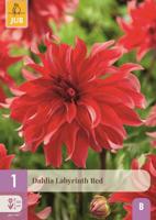 Dahlia labyrinth red