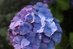 Hortensia