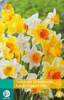 Narcissus Grootkronig mix 4 bollen - Jub