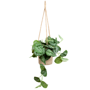 Scindapsus Pictus met hangpot Oviedo naturel - 25cm - Ø16