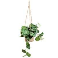 Scindapsus Pictus met hangpot Oviedo naturel - 25cm - Ø16 Scindapsus Pictus met hangpot Oviedo naturel - 25cm - Ø16