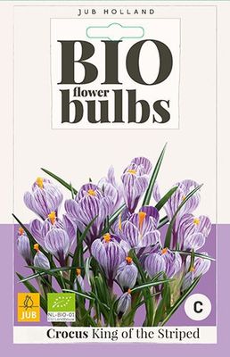 Crocus King of the Striped bloembollen 10 bollen Krokus JUB - Jub