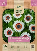 Afrikaans madeliefje zulu prince 40st