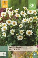 Dahlia topmix wit