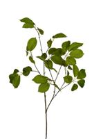 Rozenblad l88cm groen kunstbloem Louis Maes - Louis maes