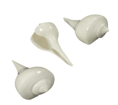 Rituele Schelp Naturel
