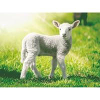 Cornelissen Placemat lammetje 3D - 30 x 40 cm - onderleggers