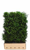 Taxus baccata 120 cm - Quickhedge